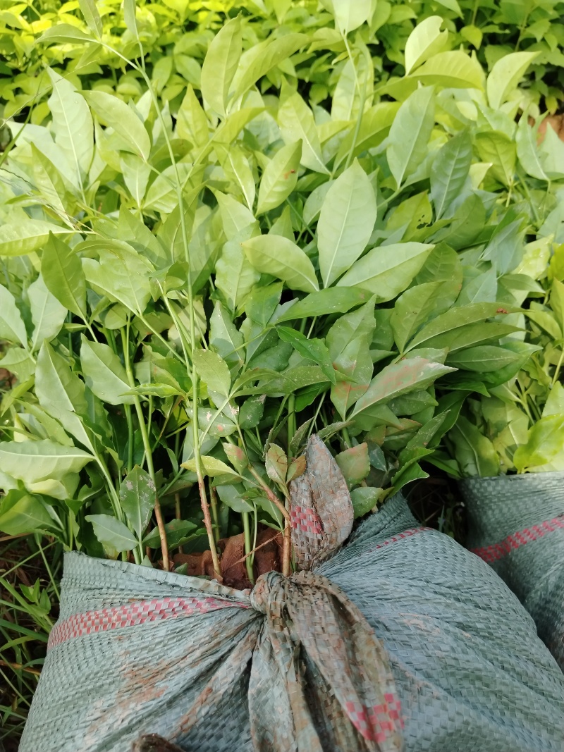 三叉苦杯苗基地直销大量批发种植成活率高根系发达