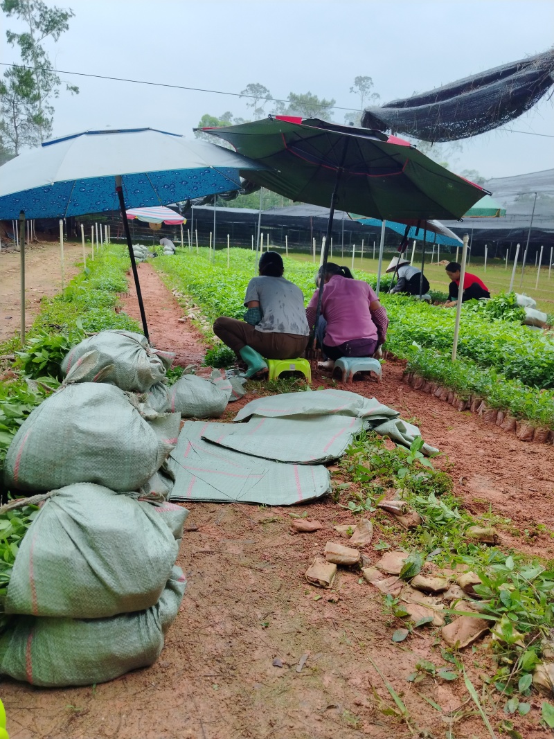 三叉苦杯苗基地直销大量批发种植成活率高根系发达