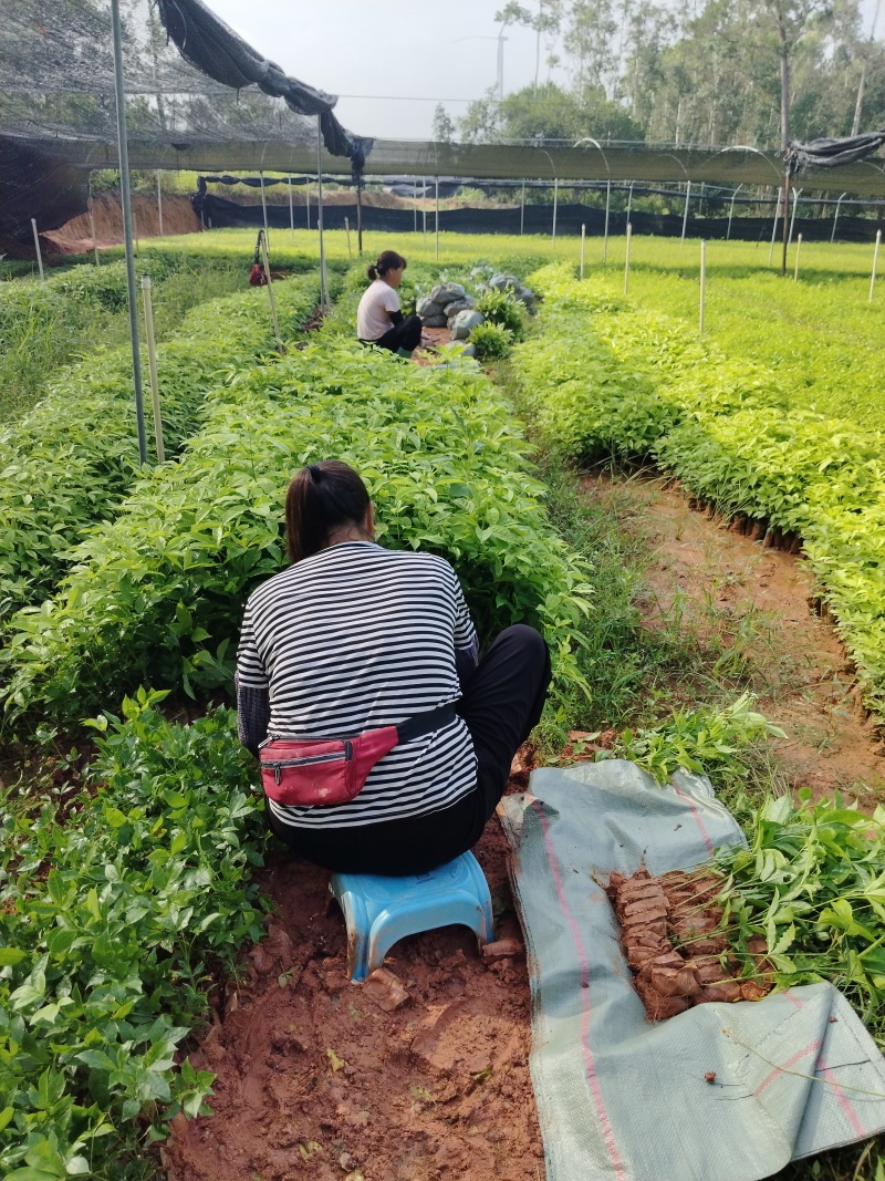 三叉苦杯苗基地直销大量批发种植成活率高根系发达