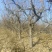 大规格杏树直径15公分杏树种植基地产地直供量大优惠