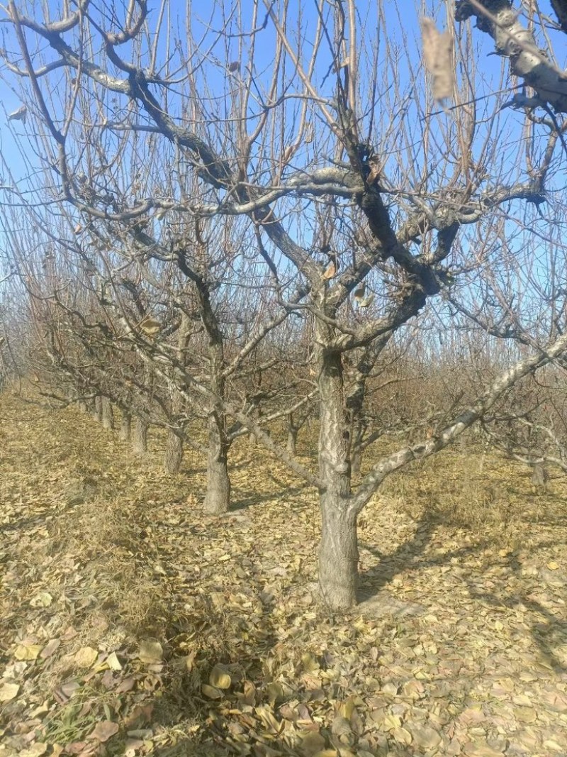 大规格杏树直径15公分杏树种植基地产地直供量大优惠