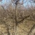 大规格杏树直径15公分杏树种植基地产地直供量大优惠