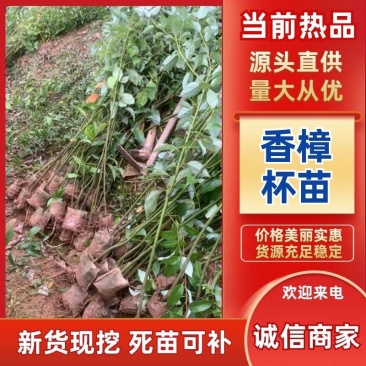 优质香樟地苗杯苗易存活基地现货直发