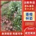 优质香樟地苗杯苗易存活基地现货直发
