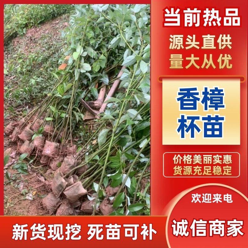 优质香樟地苗杯苗易存活基地现货直发