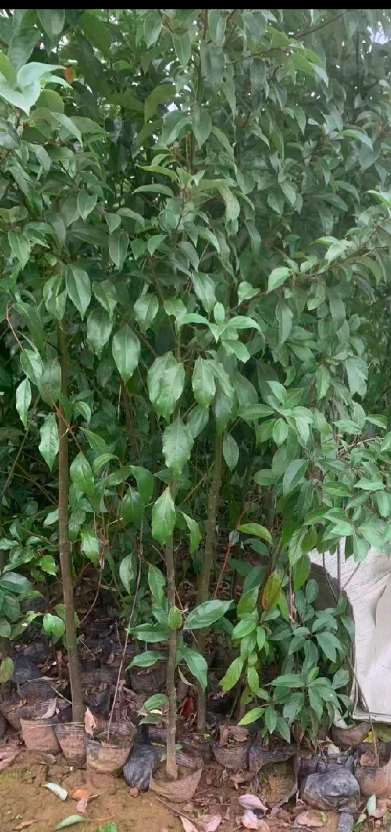 优质香樟地苗杯苗易存活基地现货直发