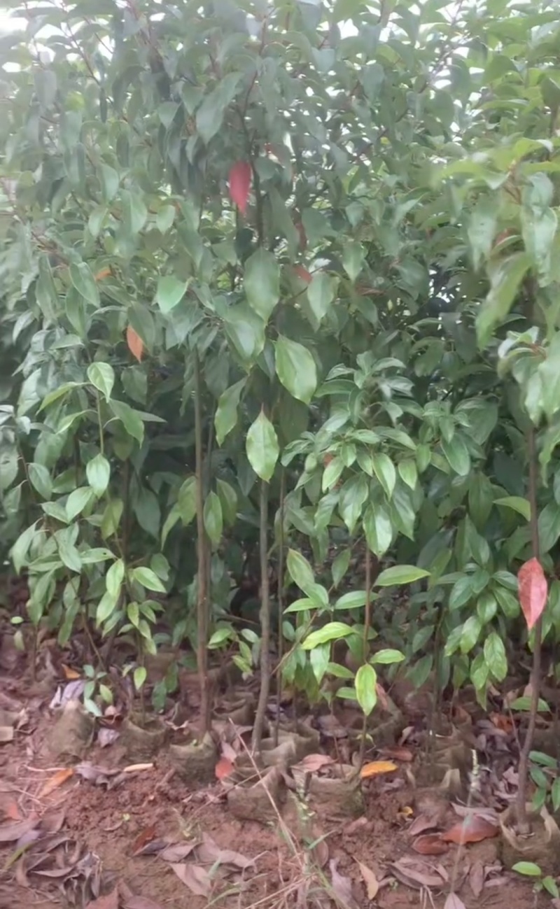 优质香樟地苗杯苗易存活基地现货直发