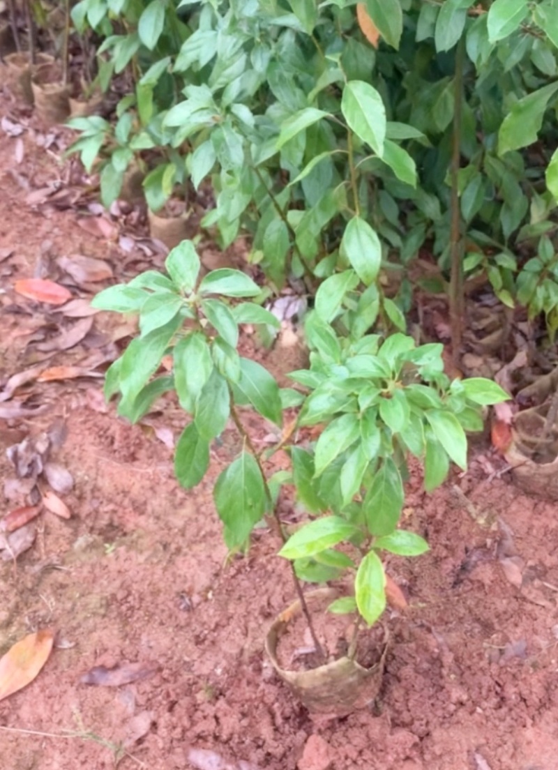 优质香樟地苗杯苗易存活基地现货直发