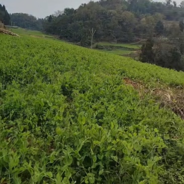 优质无公害绿色豌豆苗
