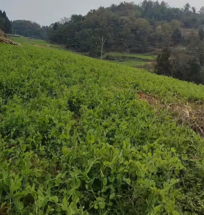 优质无公害绿色豌豆苗