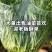 油菜苔