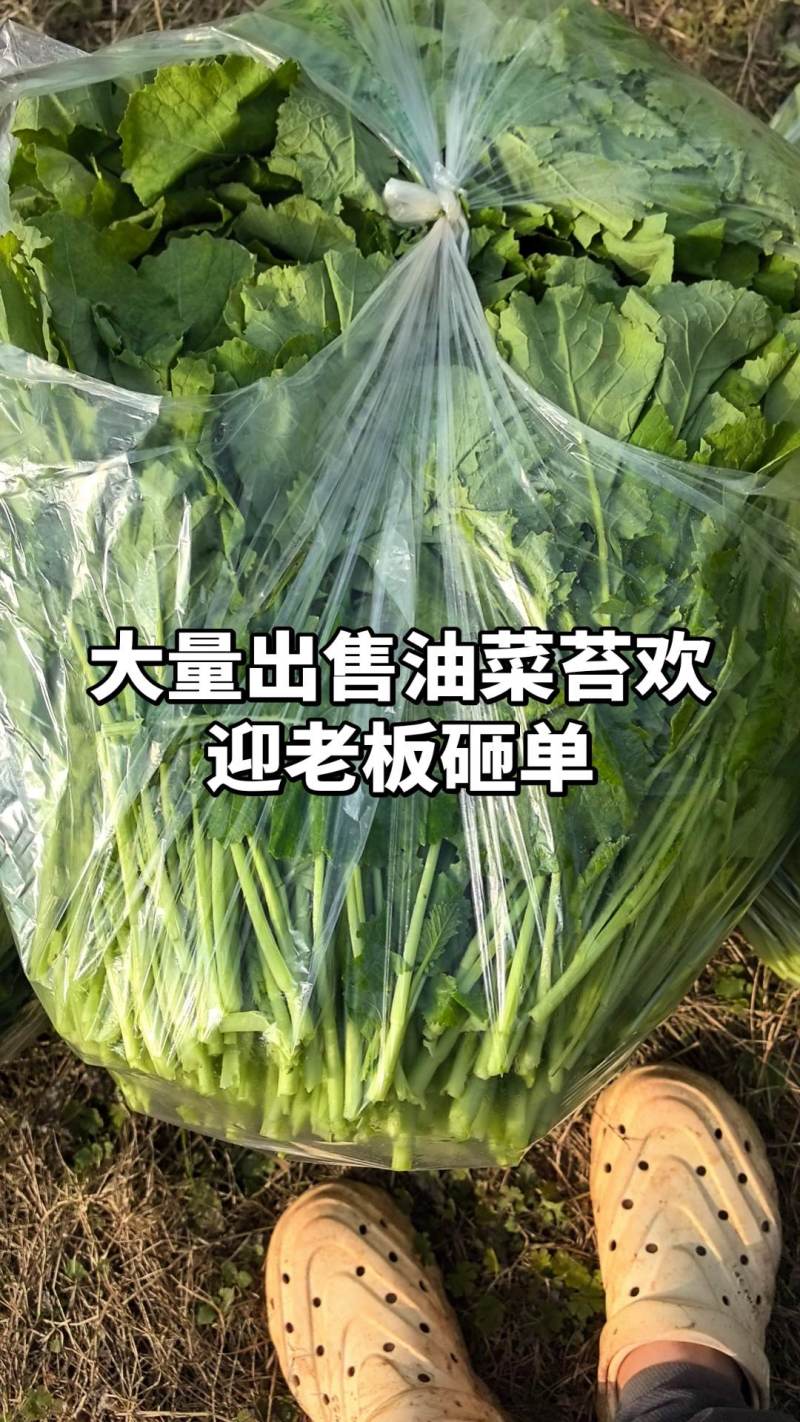 油菜苔