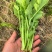油菜苔