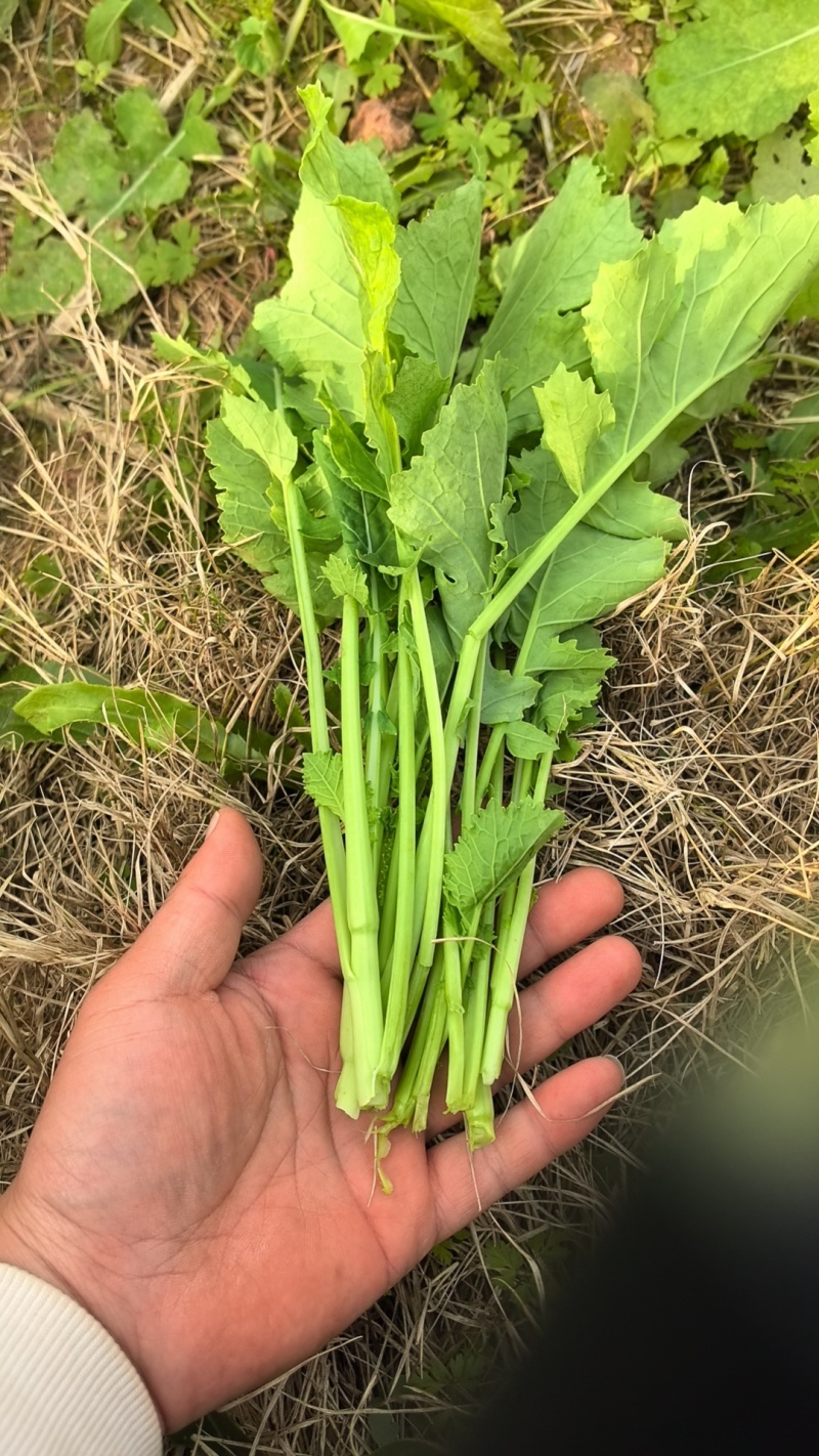油菜苔