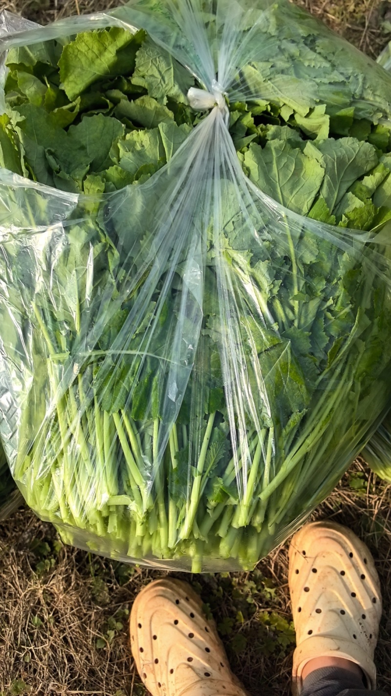 油菜苔