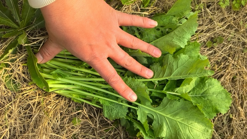油菜苔