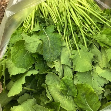 油菜苔