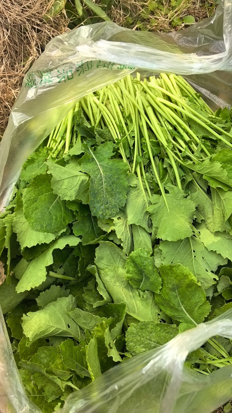 油菜苔