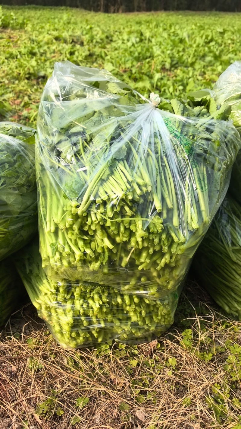 油菜苔