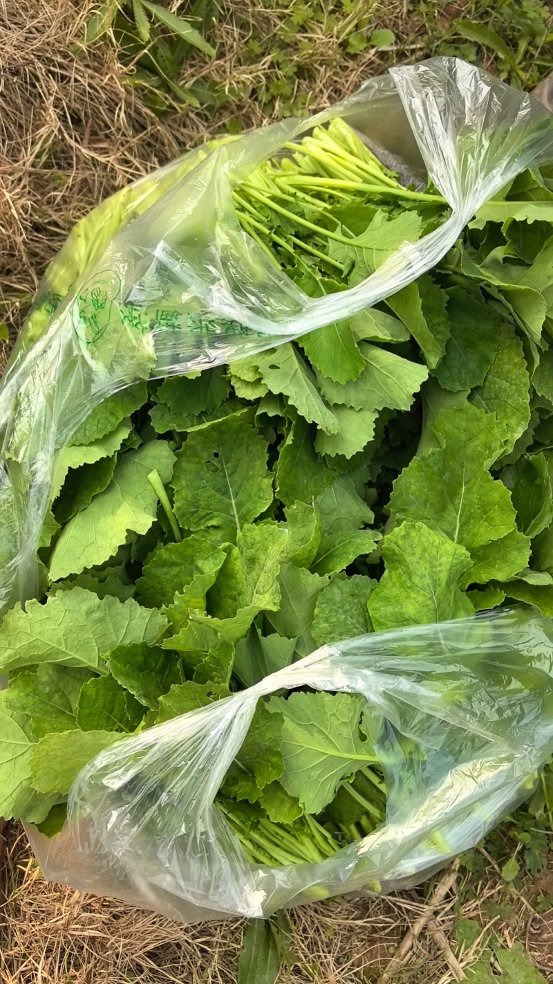 油菜苔