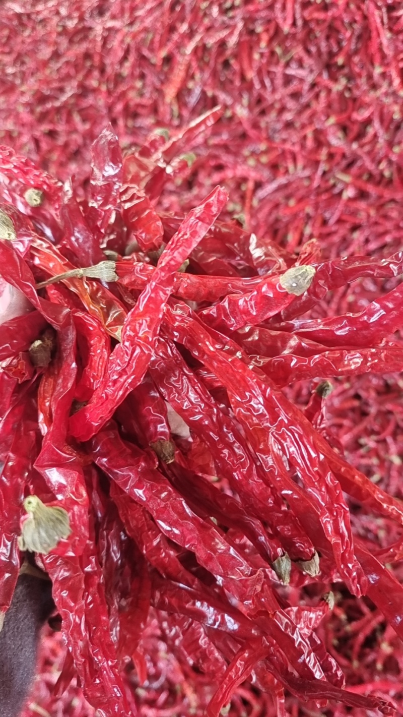二荆条干辣椒去把精品货干辣椒大量供应全年有货欢迎来
