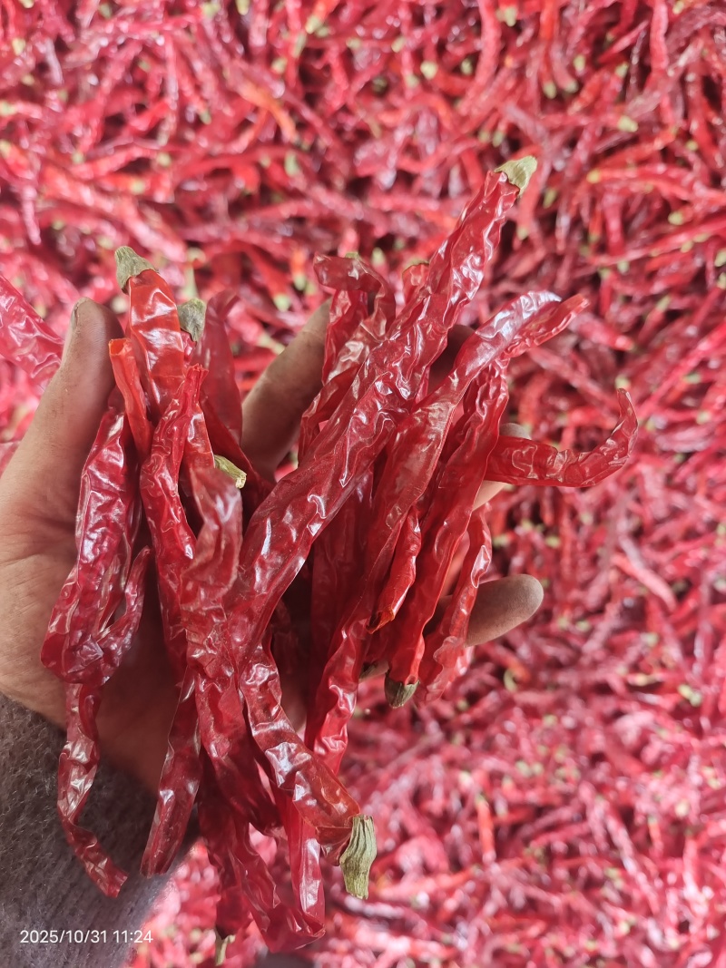 二荆条干辣椒去把精品货干辣椒大量供应全年有货欢迎来
