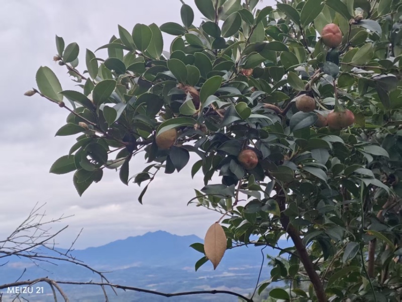 5斤！江西纯正高山小籽茶油！批采价格优！