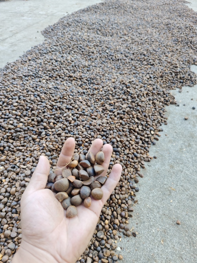 5斤！江西纯正高山小籽茶油！批采价格优！