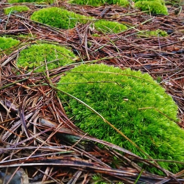 苔藓