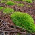 苔藓