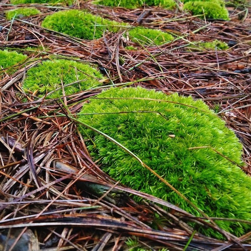 苔藓