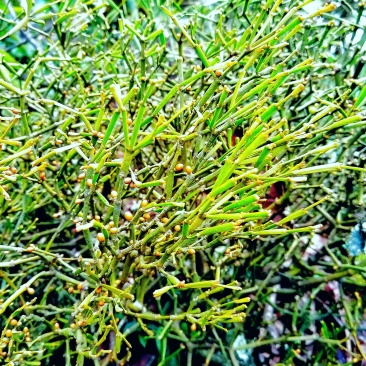 古树百年老树花栗树软木红青冈赤红青冈木树槲寄生螃蟹脚