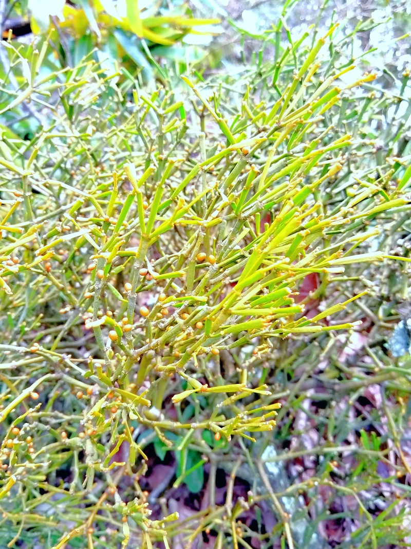 古树百年老树花栗树软木红青冈赤红青冈木树槲寄生螃蟹脚