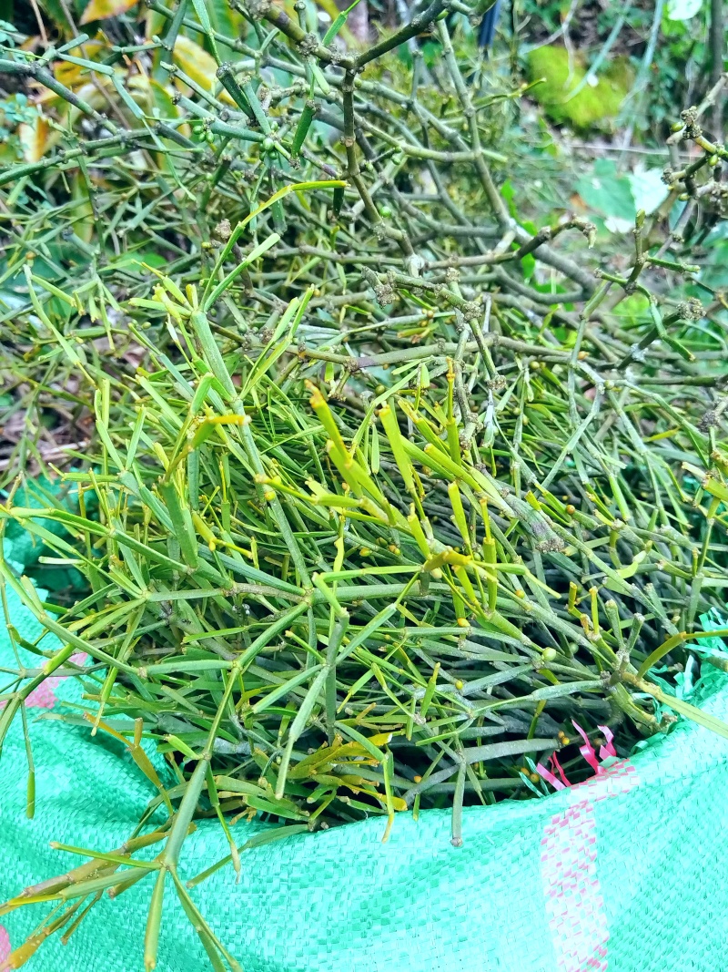 古树百年老树花栗树软木红青冈赤红青冈木树槲寄生螃蟹脚