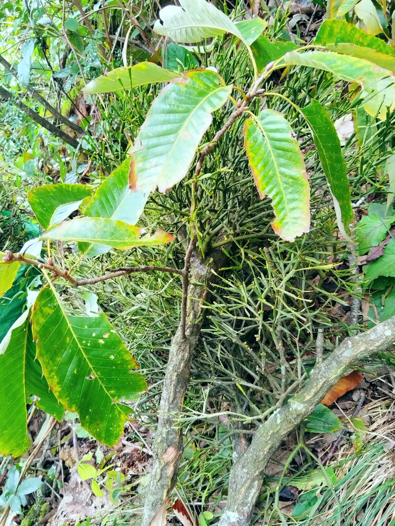 古树百年老树花栗树软木红青冈赤红青冈木树槲寄生螃蟹脚