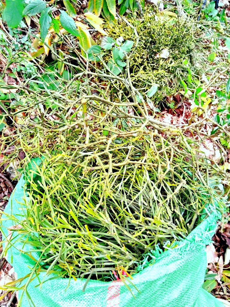 古树百年老树花栗树软木红青冈赤红青冈木树槲寄生螃蟹脚