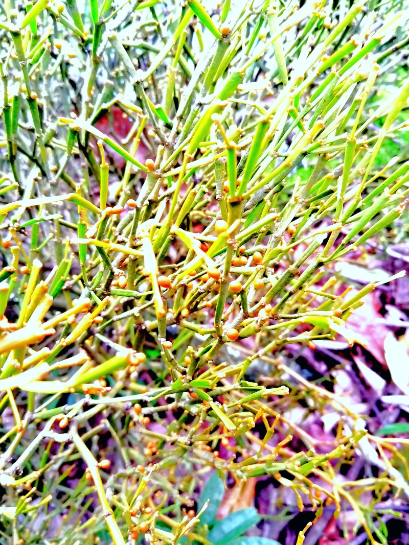 古树百年老树花栗树软木红青冈赤红青冈木树槲寄生螃蟹脚