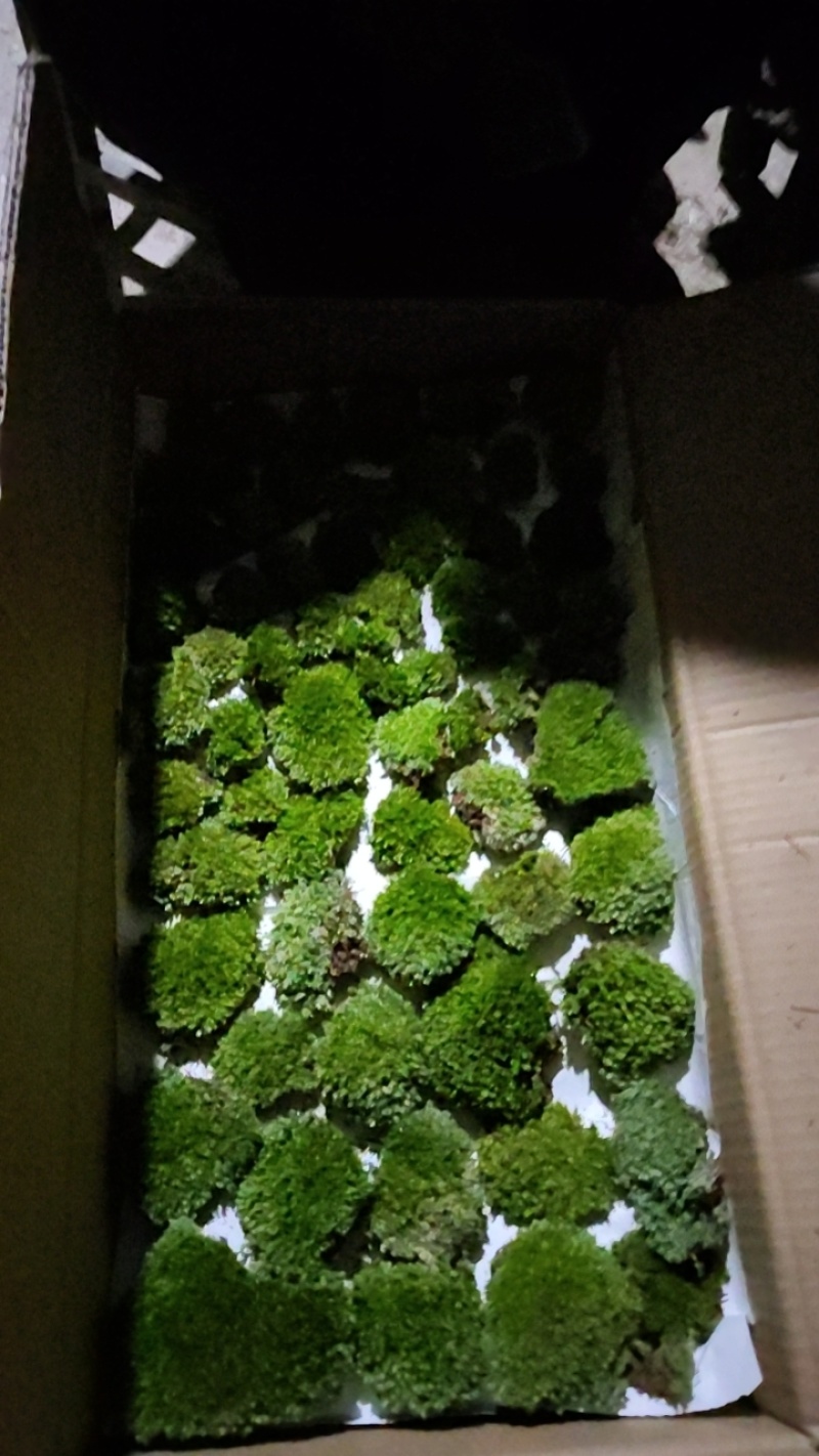 苔藓
