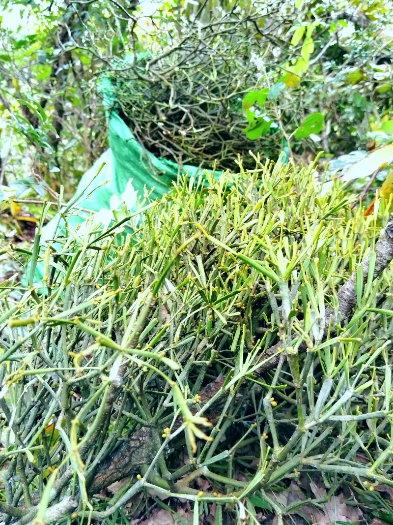 古树百年老树花栗树软木红青冈赤红青冈木树槲寄生螃蟹脚