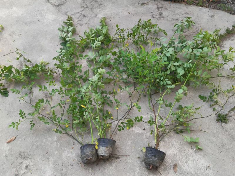 蔷薇苗，藤长50-2米，各种规格，基地常年批发。