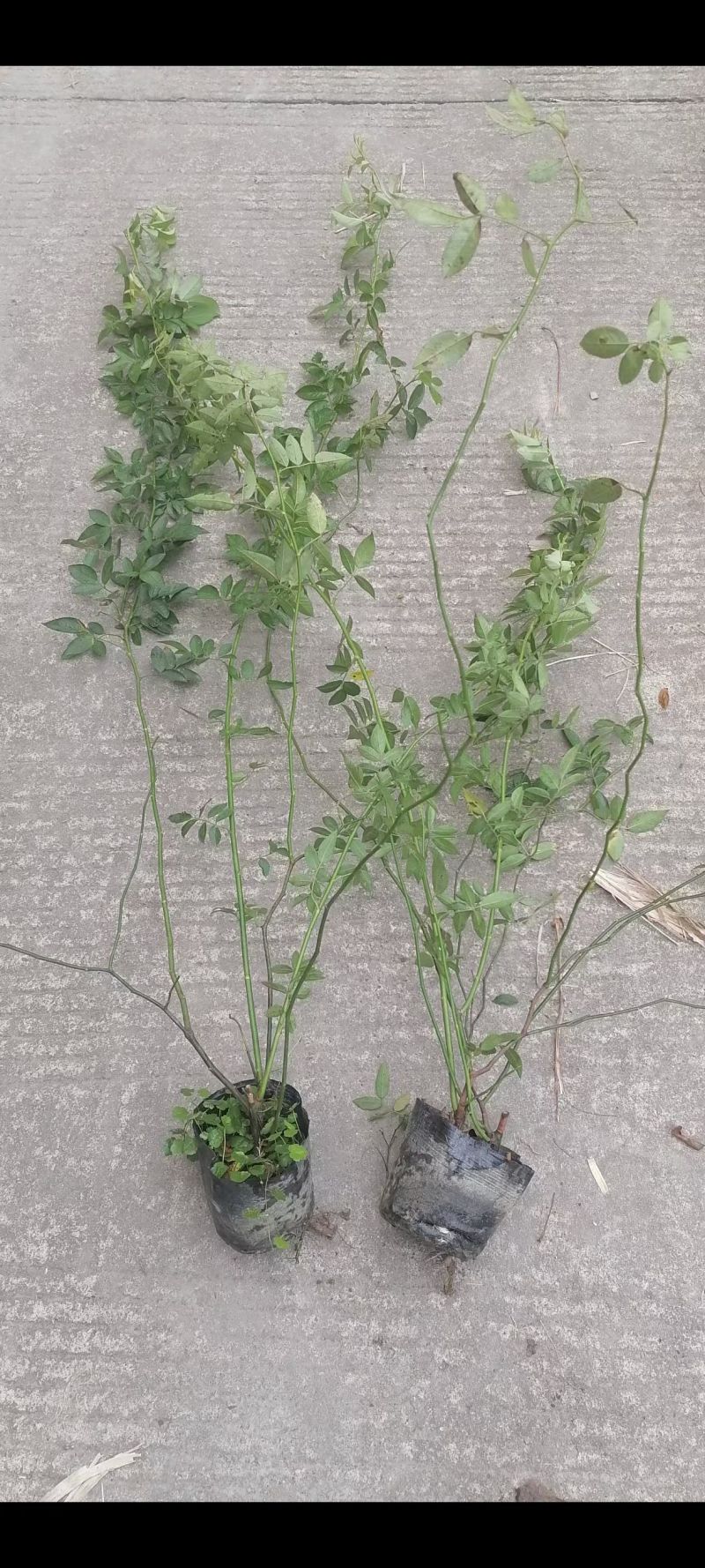 蔷薇苗，藤长50-2米，各种规格，基地常年批发。