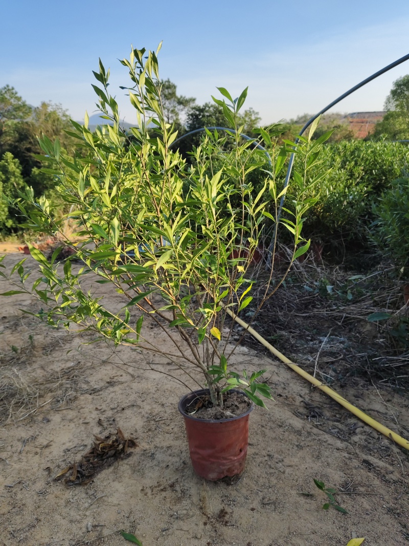 小叶栀子花造型多样，可挂吉祥物一米高花场发货