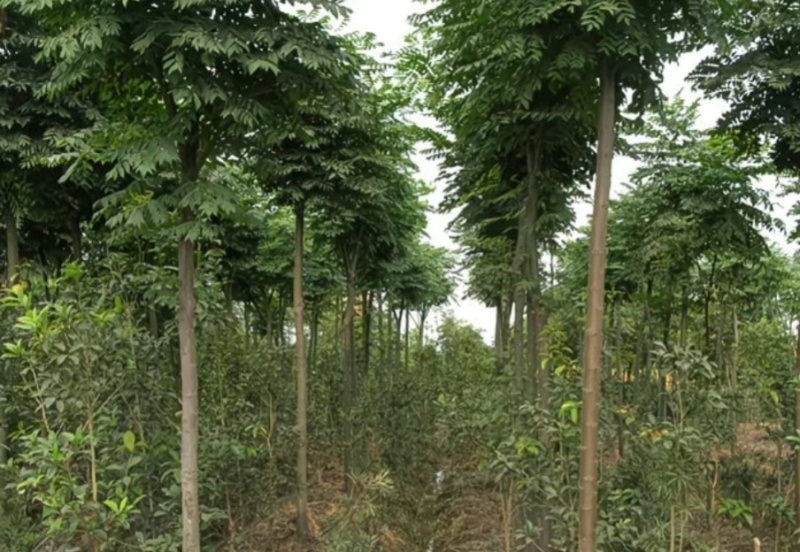 栾树地苗杯苗基地现货自产自销现货足欢迎老板进店