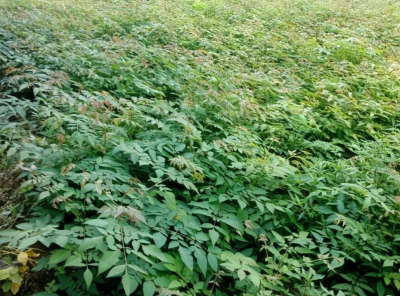 栾树地苗杯苗基地现货自产自销现货足欢迎老板进店