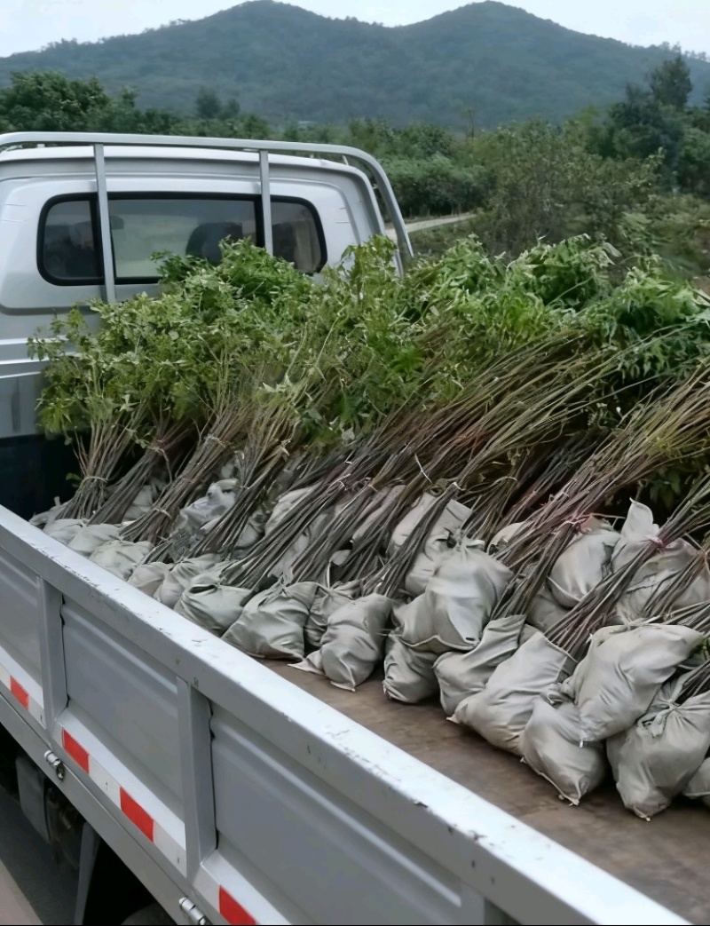 栾树地苗杯苗基地现货自产自销现货足欢迎老板进店