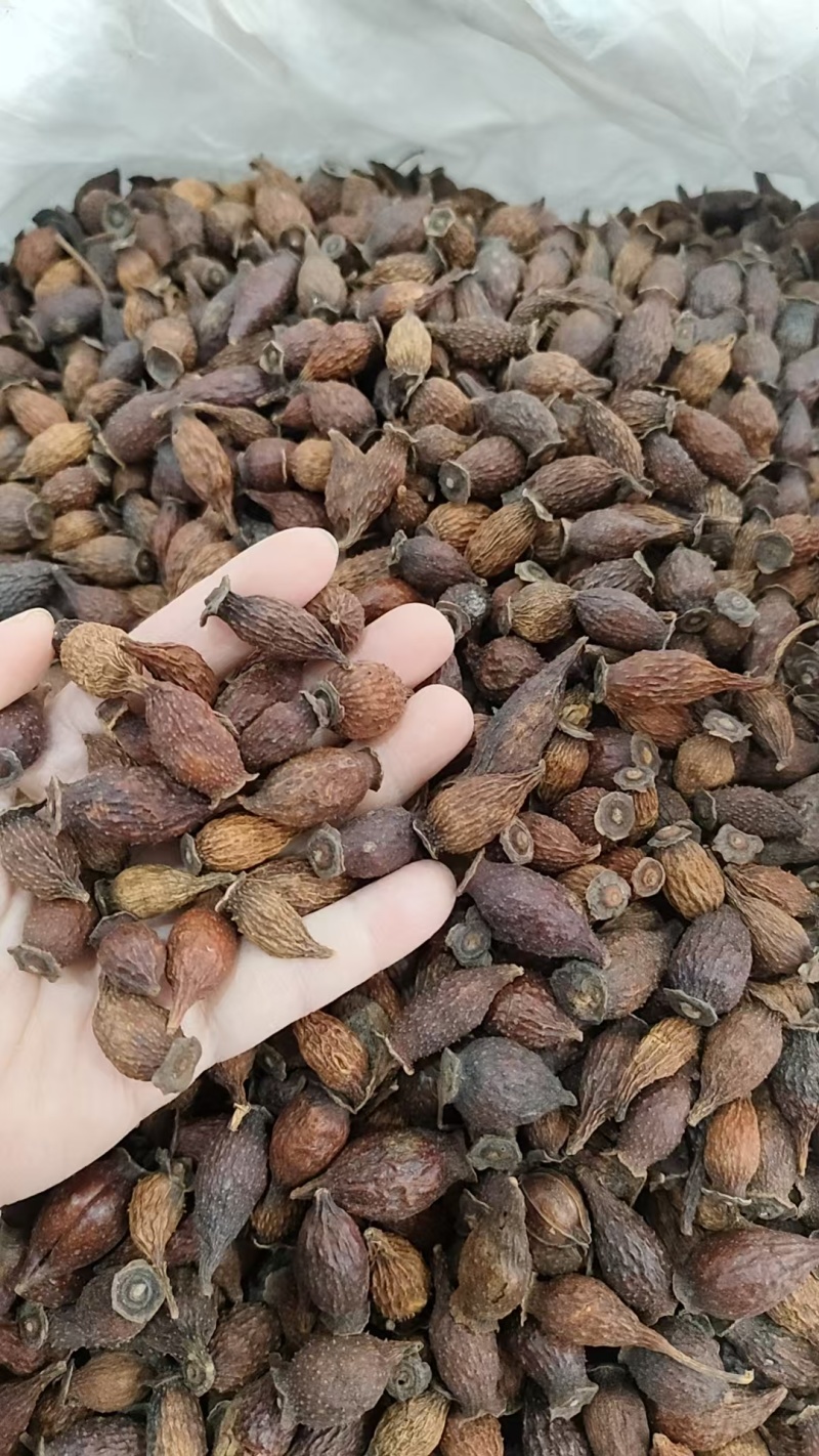 金樱子各种规格产地货源，需要的老板可以直接下单哦