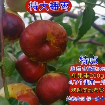 枣树苗，蟠枣树苗，基地直发，保证品种，实地考察签约合同种