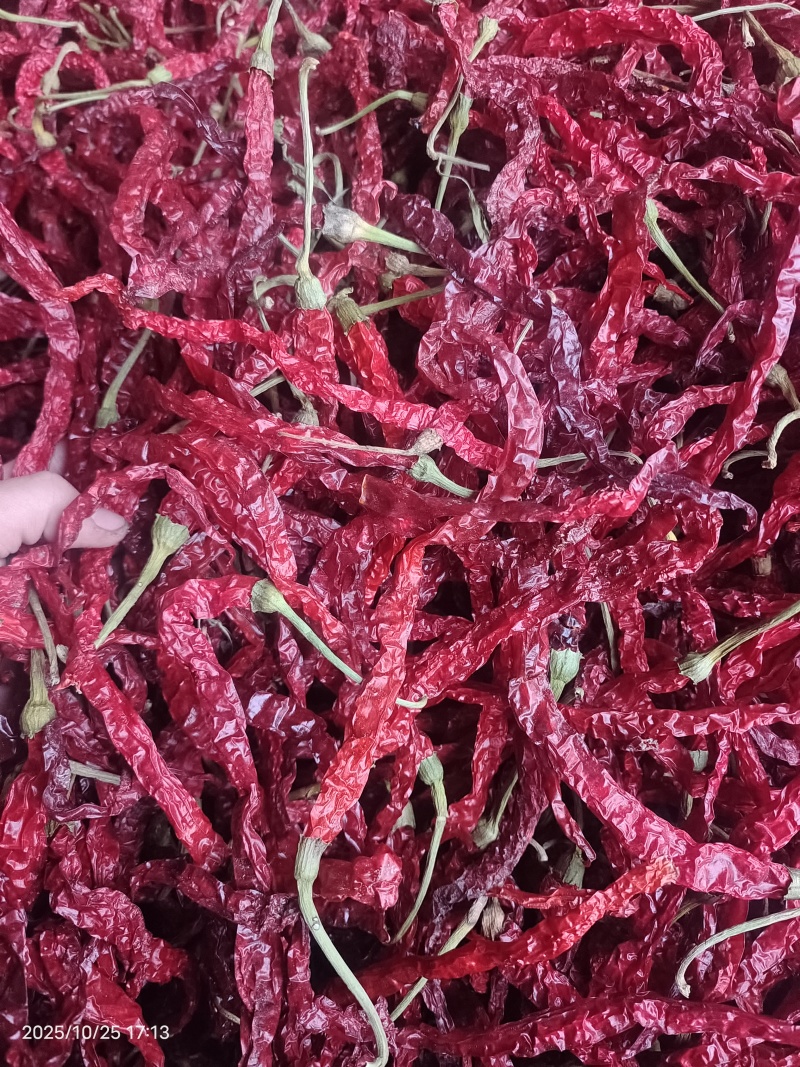 鸡肠椒带把鸡肠子干辣椒鸡肠辣椒欢迎致电可视频看货