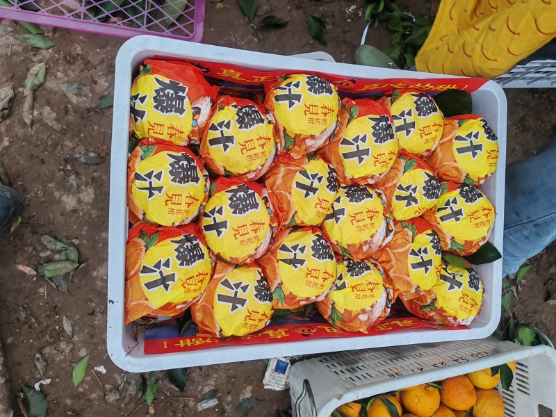 精品四川耙耙柑春见柑桔新品上市保证质量进店对接