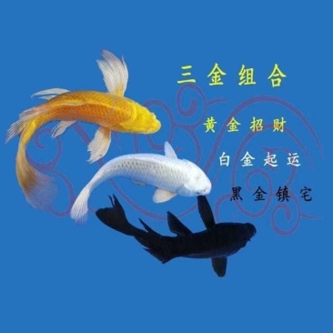 兰花锦鲤观赏鱼金鱼草金鱼